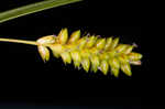 Pale sedge